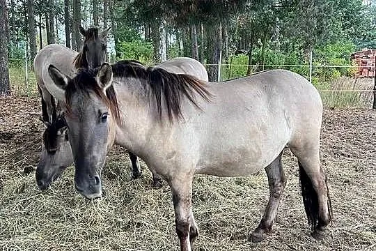 Na sprzedaż 3 konie rasy Konik Polski, Łódzkie, Lubiaszów