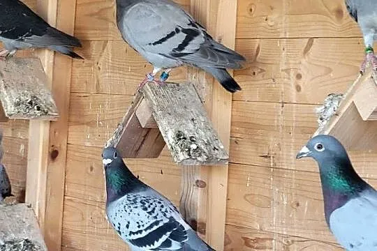 Gołębie na sprzedaż. Sprzedam gołębie hodowlane.