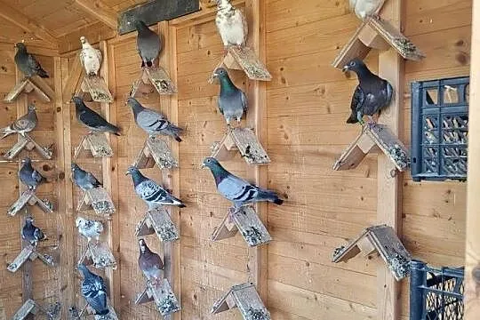 Gołębie na sprzedaż. Sprzedam gołębie hodowlane., Śląskie, Zawada