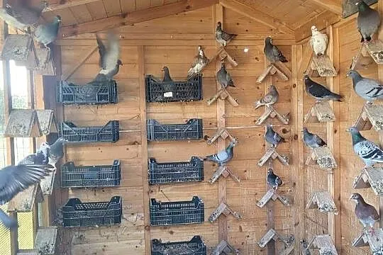 Gołębie na sprzedaż. Sprzedam gołębie hodowlane., Śląskie, Zawada