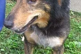 Wiktor do adopcji,  śląskie Katowice