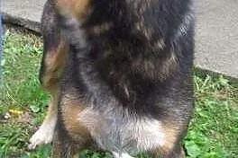 Wiktor do adopcji,  śląskie Katowice