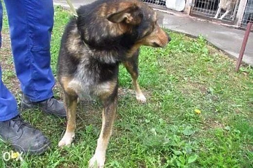 Wiktor do adopcji,  śląskie Katowice