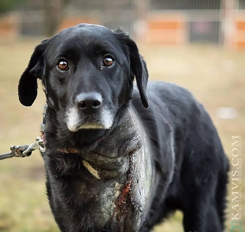 Vigro piękny psiak w typie labradora który umiera