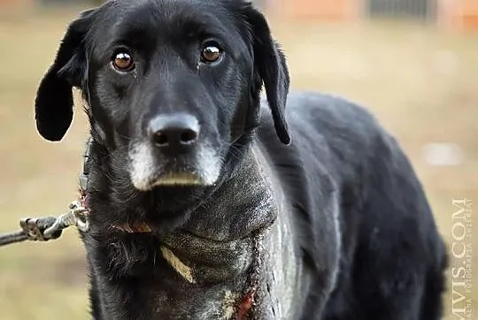 Vigro piękny psiak w typie labradora który umiera 