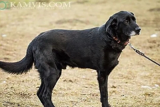 Vigro piękny psiak w typie labradora który umiera 