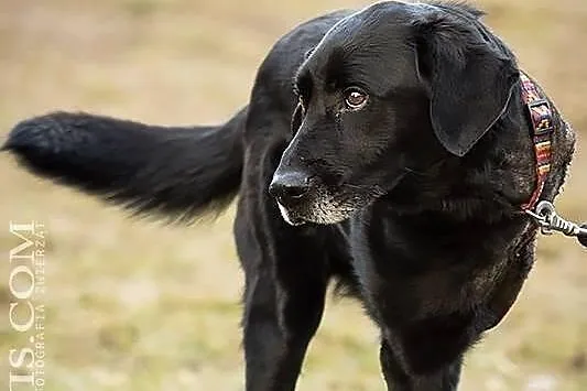 Vigro piękny psiak w typie labradora który umiera 