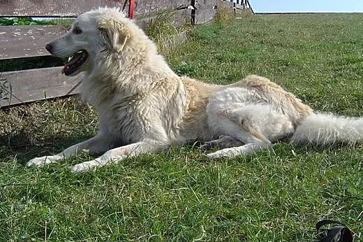Tommy ok.7 lat (Buk-przytulisko) ,  wielkopolskie Poznań