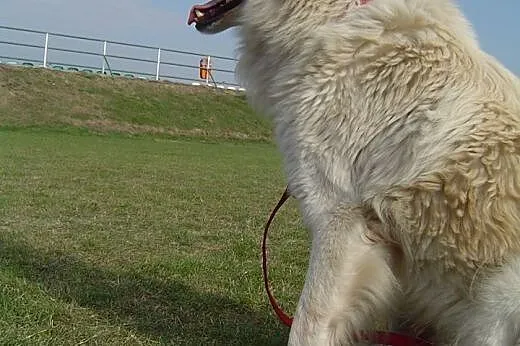 Tommy ok.7 lat (Buk-przytulisko) ,  wielkopolskie 