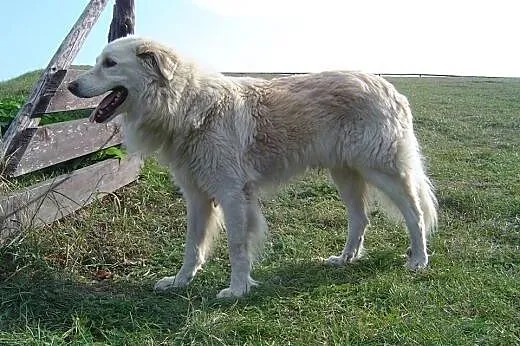 Tommy ok.7 lat (Buk-przytulisko) ,  wielkopolskie 