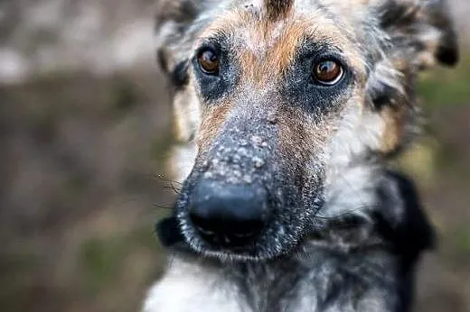 Leo - cudowny mix owczarka niemieckiego szuka domu!,  dolnośląskie Wrocław