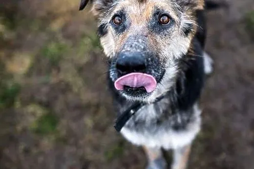 Leo - cudowny mix owczarka niemieckiego szuka domu