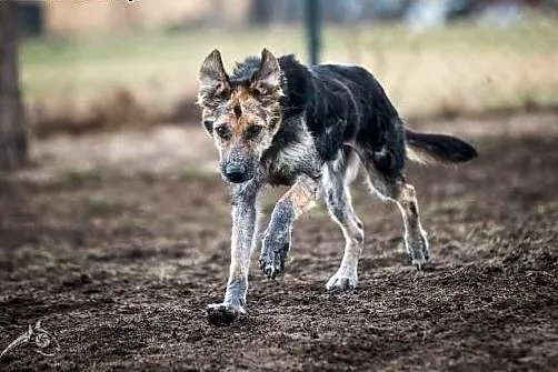 Leo - cudowny mix owczarka niemieckiego szuka domu
