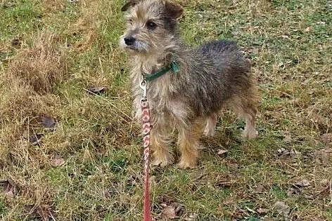 Pinia - 7kg marznącego ciałka, czy spędzi zimę w s
