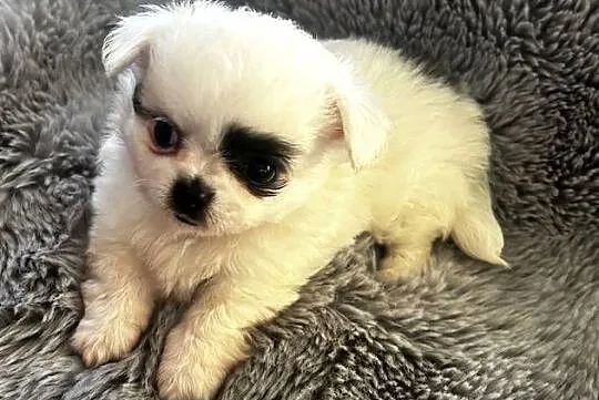 Długowłosy piesek Chihuahua po Championie gotowy do rezerwacji., Mazowieckie, Skrzeszew