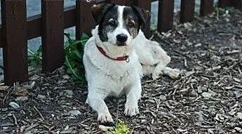 Romeo to 10 letni fajny psiak do adopcji, łódzkie