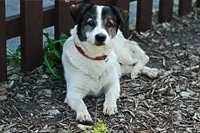 Romeo to 10 letni fajny psiak do adopcji, łódzkie Skierniewice