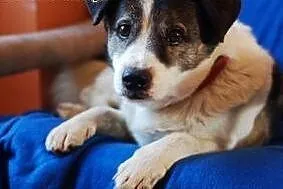 Romeo to 10 letni fajny psiak do adopcji,  łódzkie