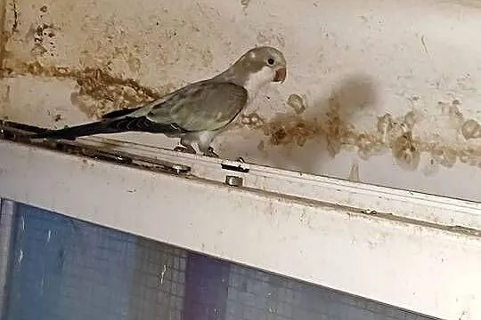 Mnichy nizinne, Dolnośląskie, Mała Wieś Dolna
