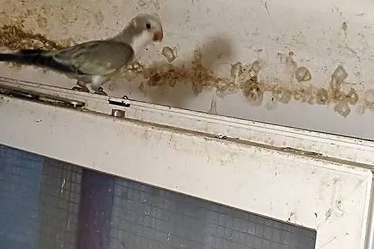 Mnichy nizinne, Dolnośląskie, Mała Wieś Dolna