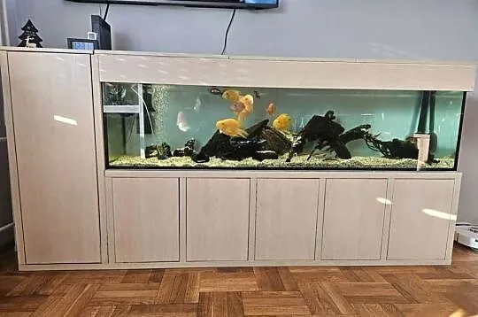 Akwarium 500L (200x50x50) + szafka - robiona na zamówienie + życie, Zachodniopomorskie, Szczecin