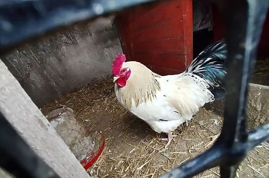 Koguty wiejskie duże, Kujawsko-pomorskie, Żnin