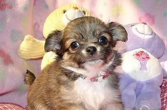 Sliczne szczenięta Chihuahua niemowlęta