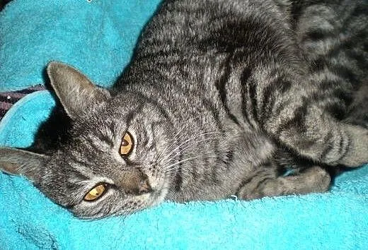 2 śliczne whiskasowe kotki szukają domu tymczas. l