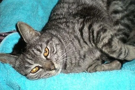 2 śliczne whiskasowe kotki szukają domu tymczas. l