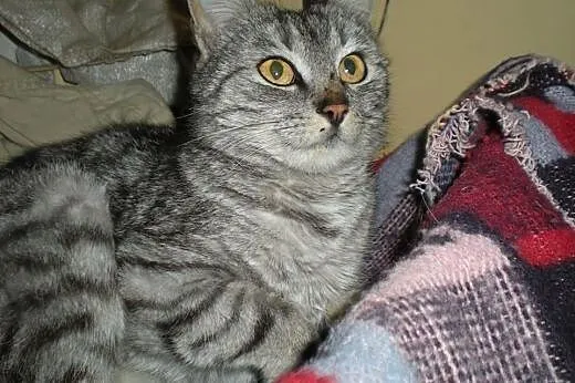 2 śliczne whiskasowe kotki szukają domu tymczas. l