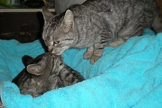 2 śliczne whiskasowe kotki szukają domu tymczas. l