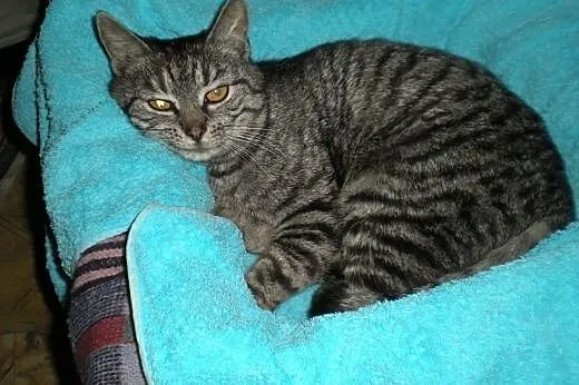 2 śliczne whiskasowe kotki szukają domu tymczas. l