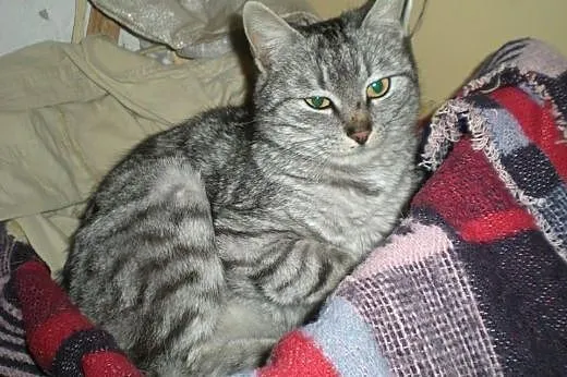 2 śliczne whiskasowe kotki szukają domu tymczas. l