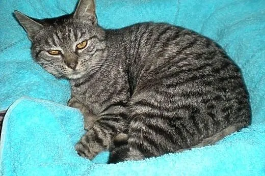 2 śliczne whiskasowe kotki szukają domu tymczas. l