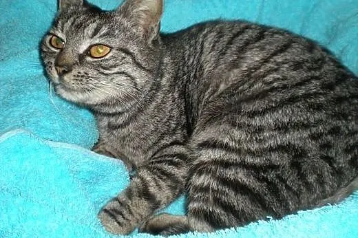 2 śliczne whiskasowe kotki szukają domu tymczas. l
