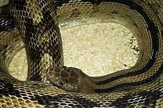 Wąż Wielooki (Subocularis)