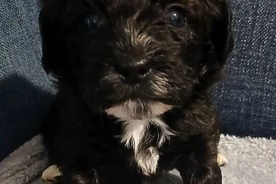 Pies samiec szczeniak Shihpoo