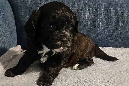 Pies samiec szczeniak Shihpoo, Podkarpackie, Lutoryż