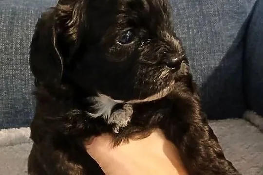 Pies samiec szczeniak Shihpoo, Podkarpackie, Lutoryż