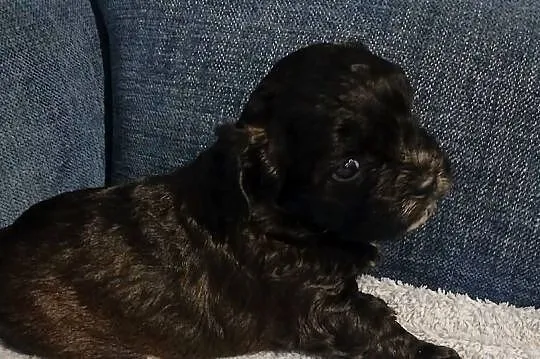 Pies samiec szczeniak Shihpoo, Podkarpackie, Lutoryż