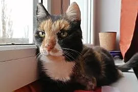 Helga – kocia trójłapka szuka domu, Olsztyn