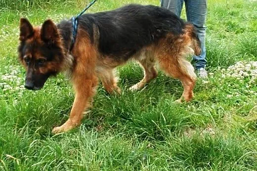 Opal - owczarek niemiecki - cieszy się ze spacerów
