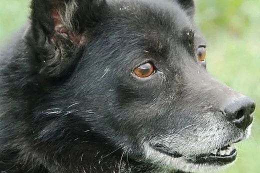 Zibi - niewielki mix szpica, przyjacielski, bezkon