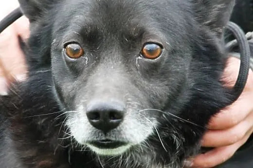 Zibi - niewielki mix szpica, przyjacielski, bezkon