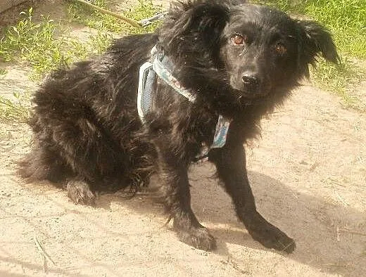 Mery mała czarna sunia szuka domu , mazowieckie