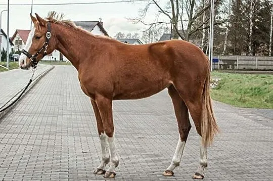 Klacz Ujeżdżeniowa, malowana, , 