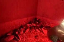Sprzedam przepiórki chińskie