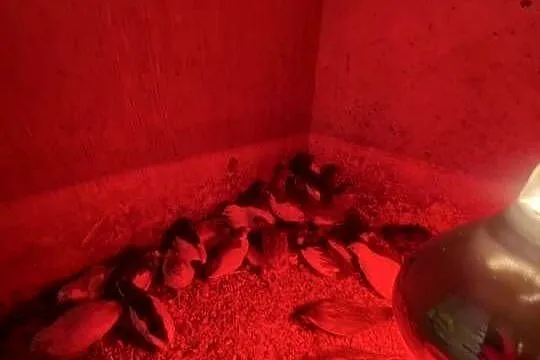 Sprzedam przepiórki chińskie