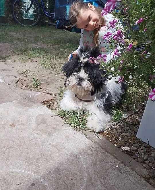 Piesek Shih Tzu Suczka, Wielkopolskie, Wronki