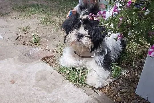 Piesek Shih Tzu Suczka, Wielkopolskie, Wronki